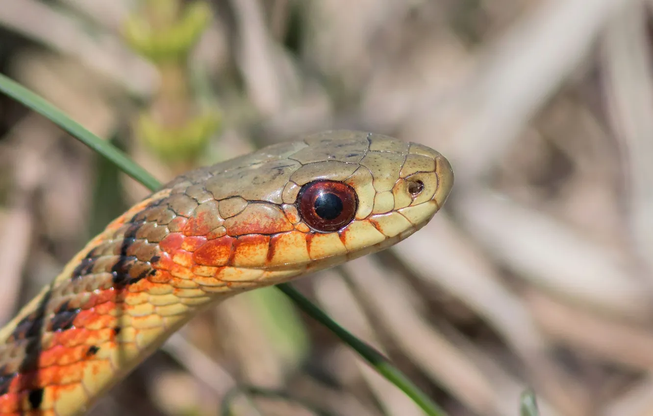 Photo wallpaper portrait, snake, snake