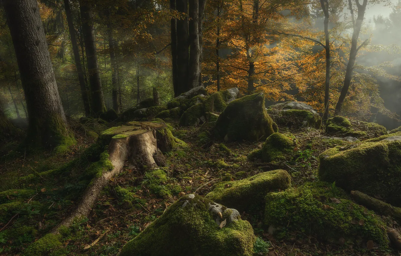 Photo wallpaper autumn, forest, trees, nature, fog, stones, moss, stump
