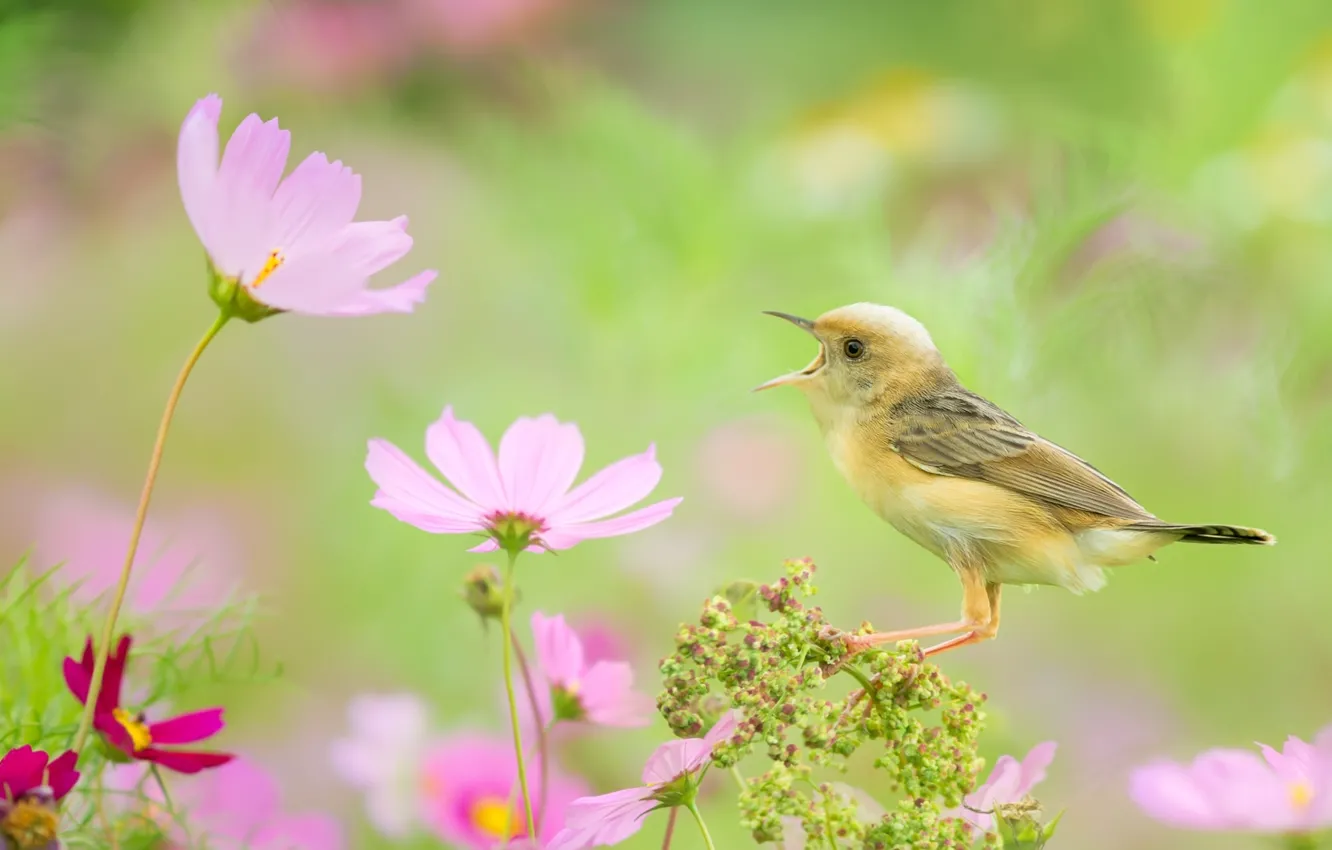 Photo wallpaper flowers, bird, kosmeya, singing, yellow Wagtail