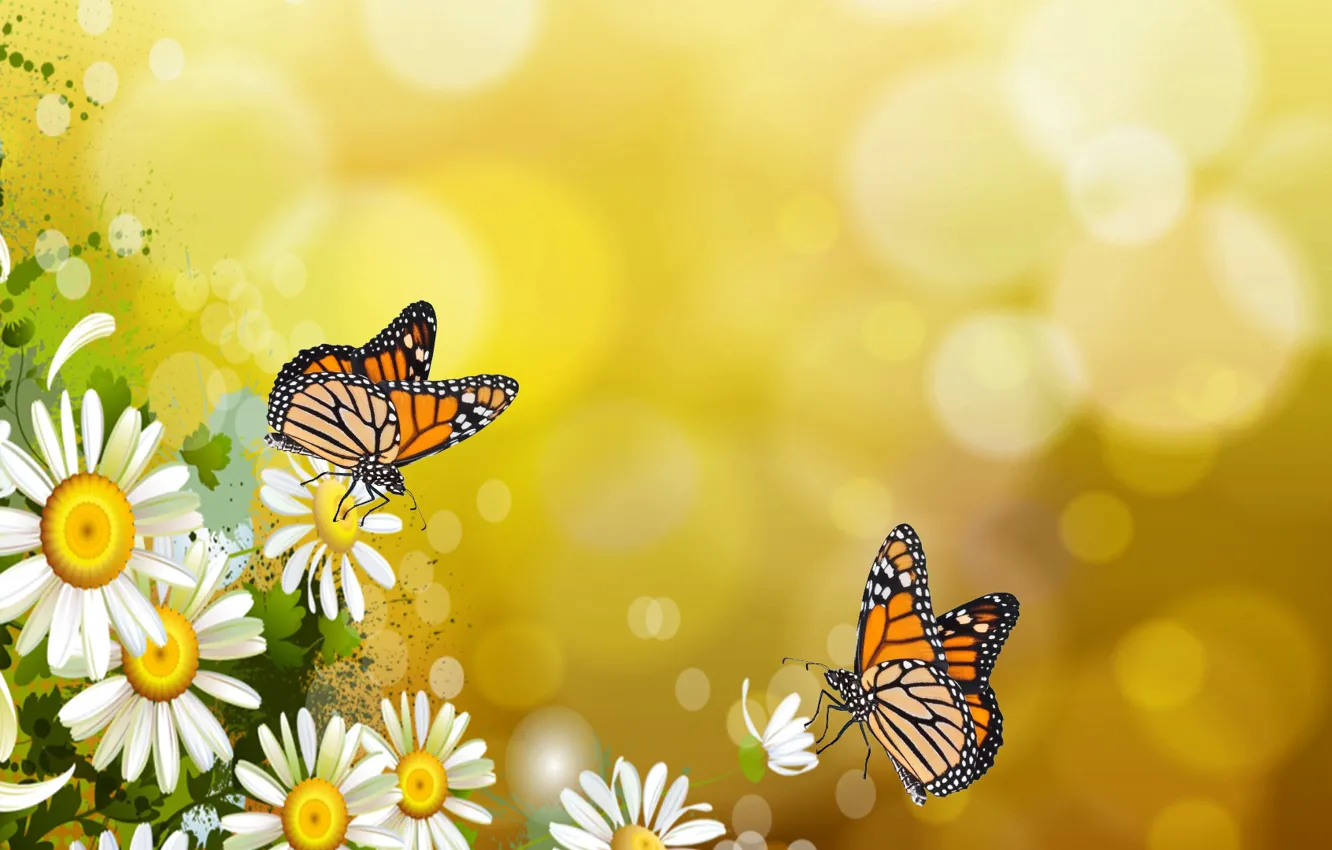 Photo wallpaper butterfly, mood, butterfly, chamomile, the Wallpapers