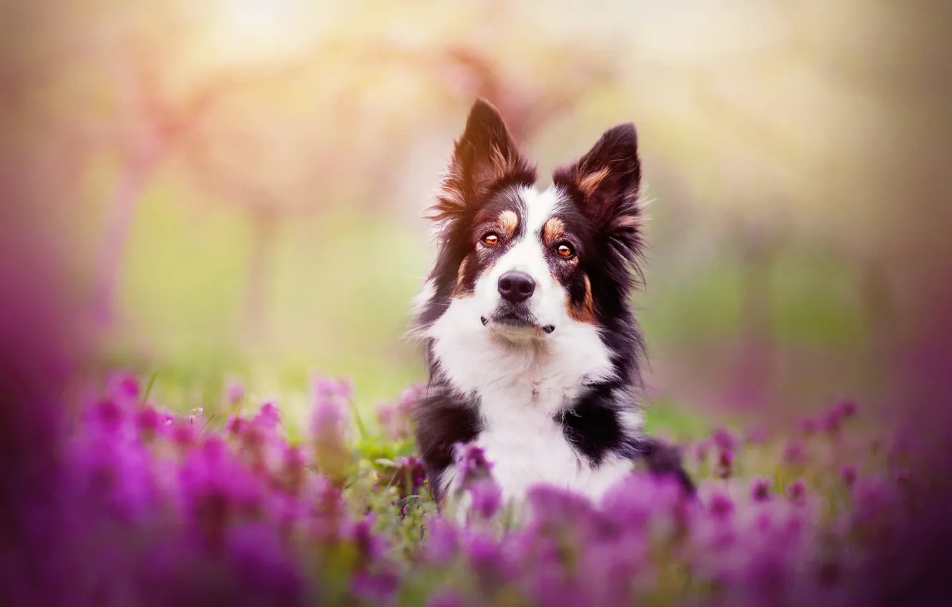 Photo wallpaper flowers, dog, spring, Spring mood