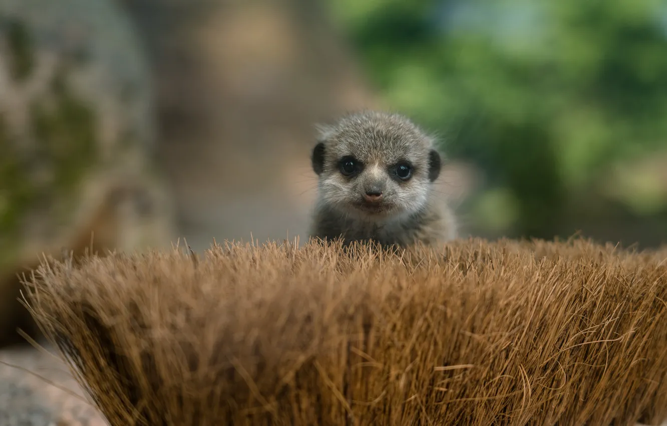 Photo wallpaper meerkats, baby, brush, muzzle, cub, Peeps