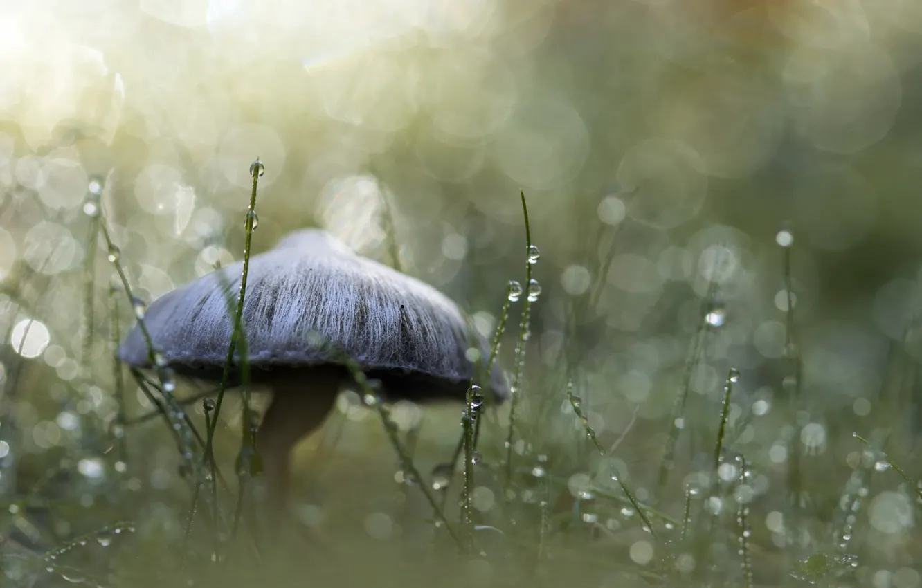 Photo wallpaper grass, drops, Rosa, mushroom, grass