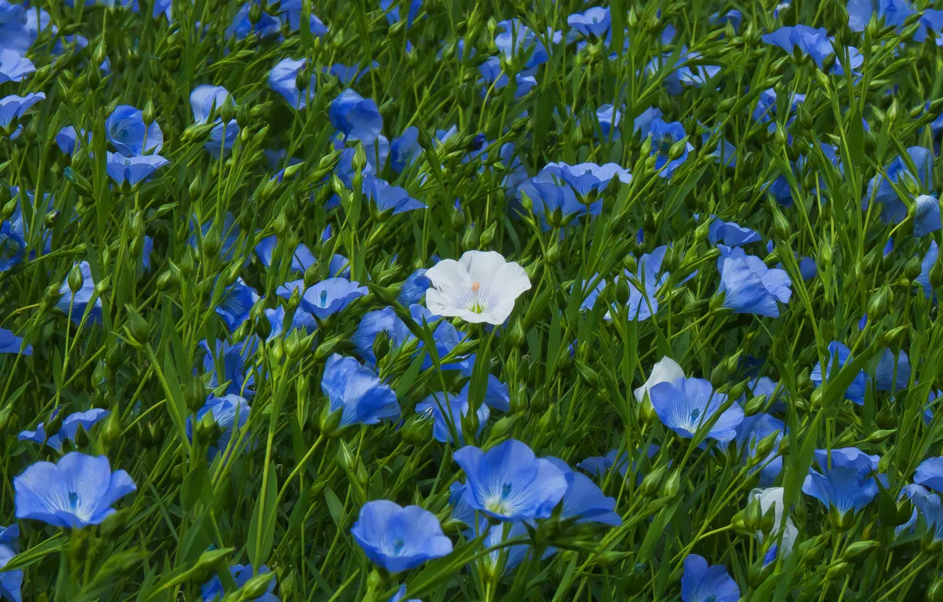 Photo wallpaper flowers, blue, glade, len