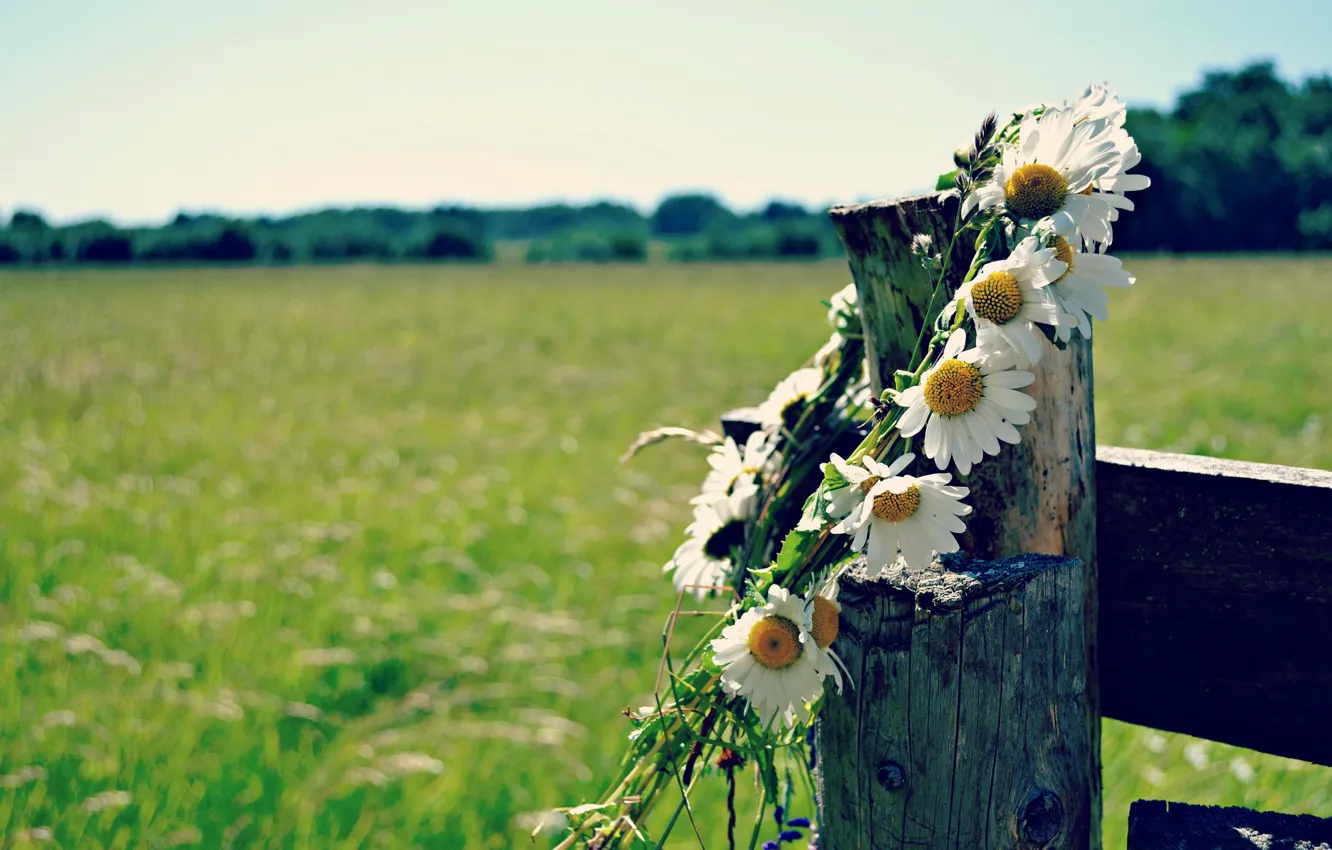 Photo wallpaper summer, the fence, chamomile, wreath
