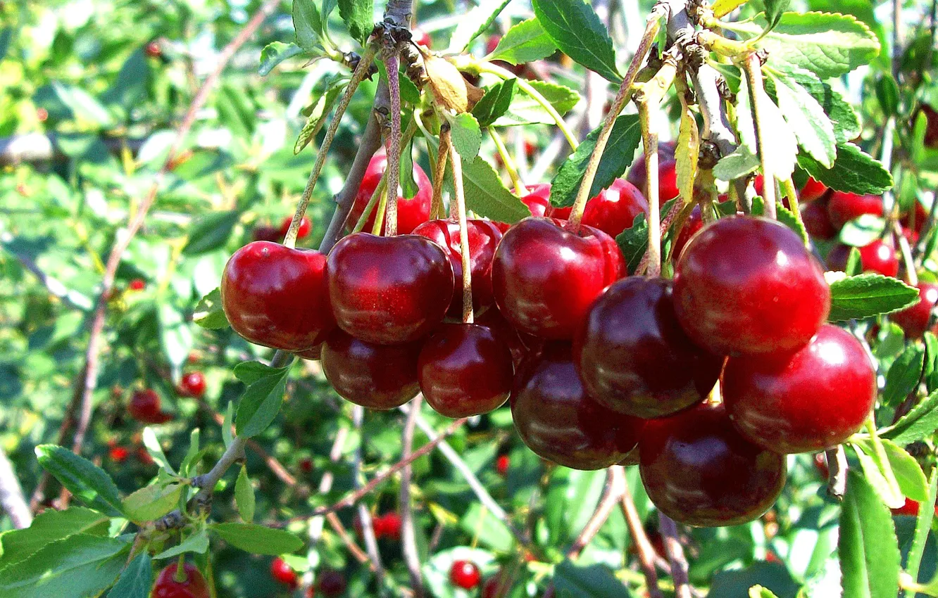 Photo wallpaper summer, cherry, berries, bunch