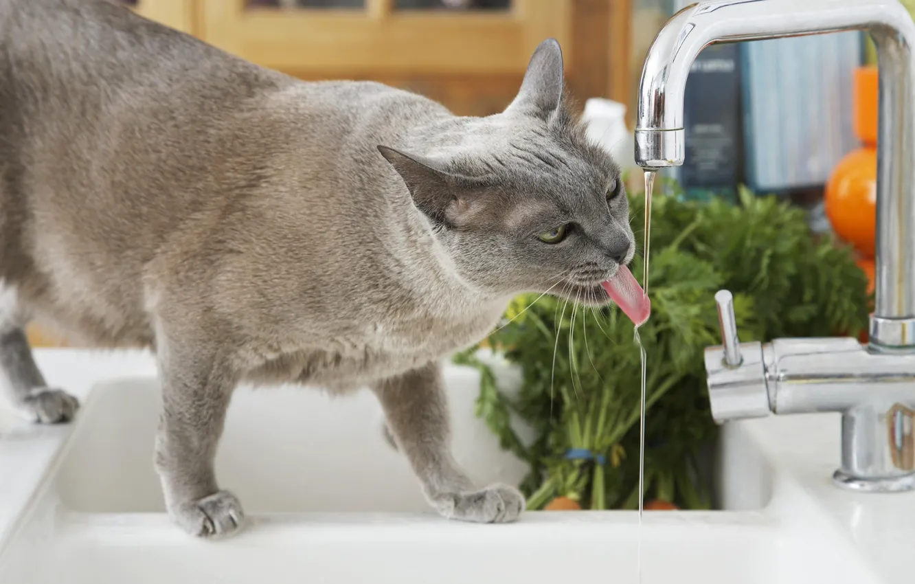 Photo wallpaper water, crane, Sink