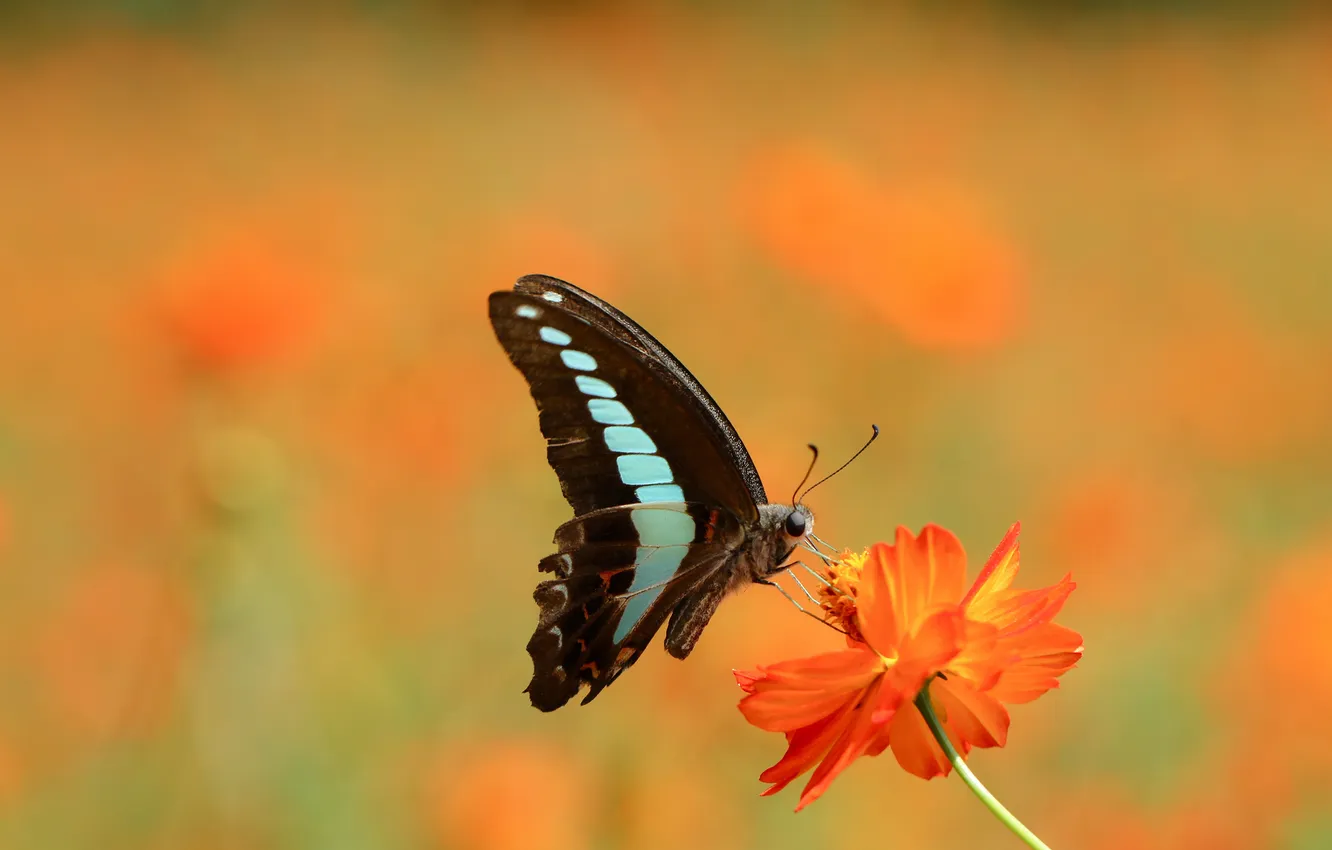 Photo wallpaper eyes, flowers, orange, butterfly, wings, petals, stem, antennae