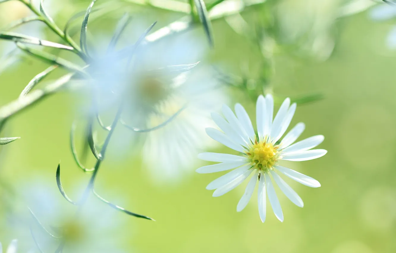 Photo wallpaper flowers, plant, petals, meadow
