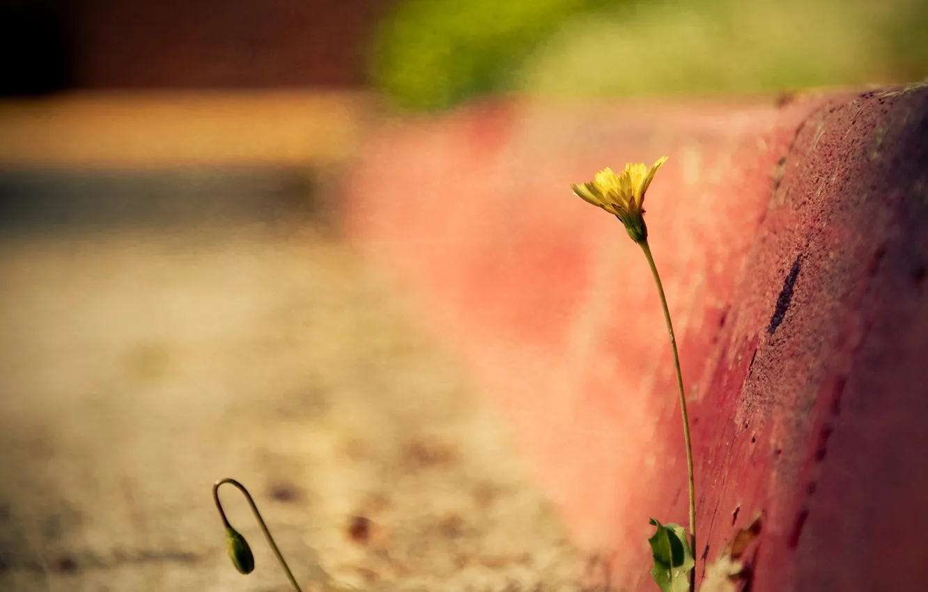 Photo wallpaper macro, flowers, street