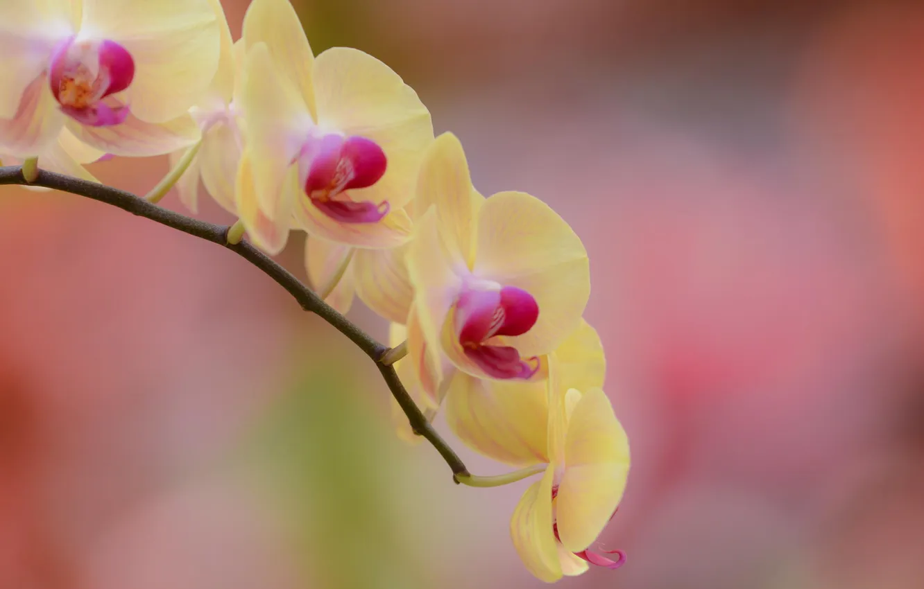 Photo wallpaper flower, yellow, branch, Orchid, falinopsis