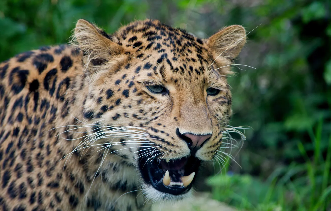 Photo wallpaper cat, face, leopard, fangs