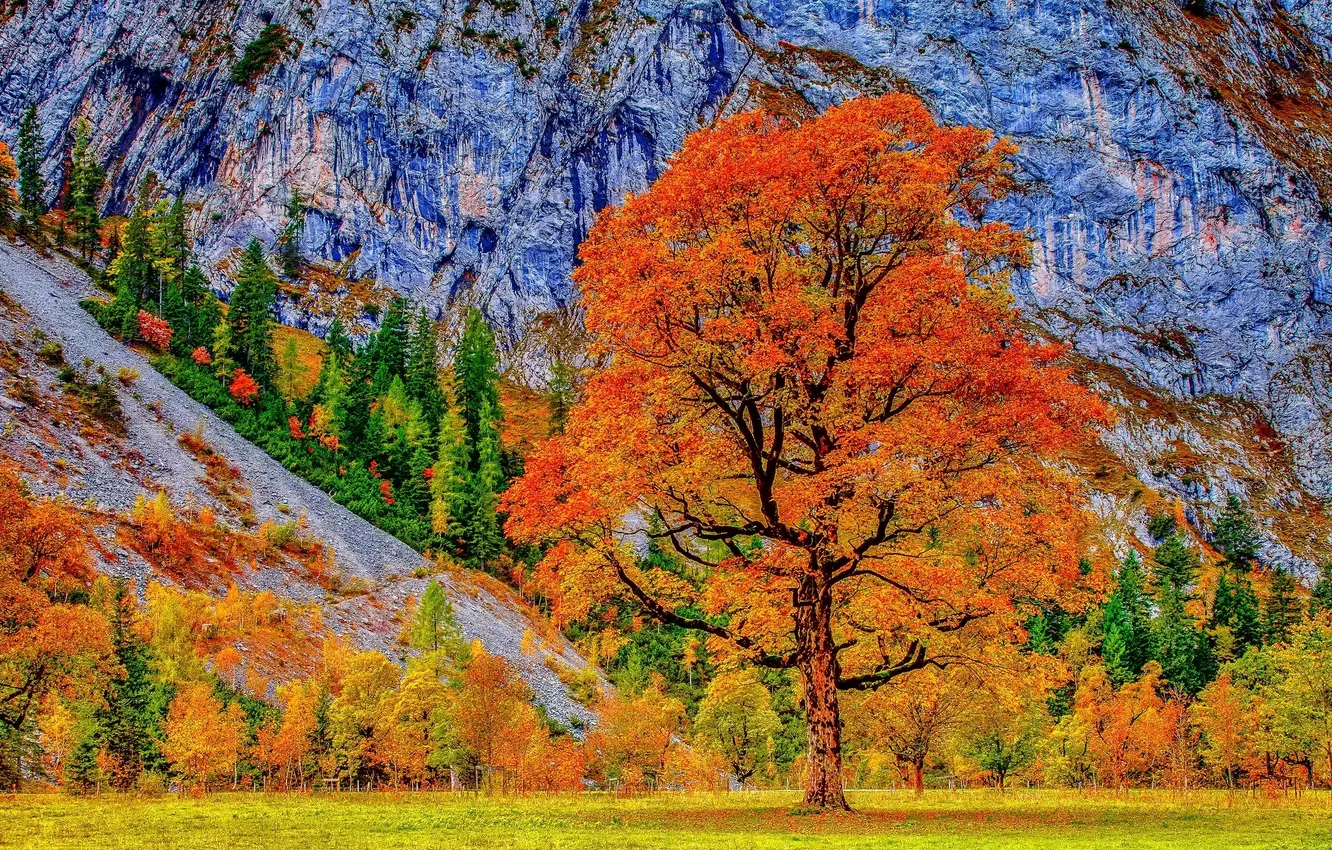 Photo wallpaper grass, trees, foliage, mountain, Autumn