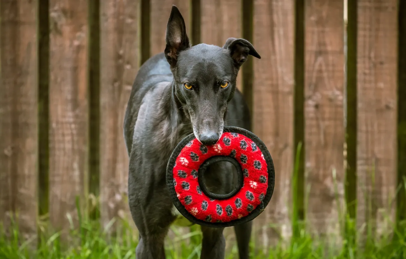 Photo wallpaper look, each, dog