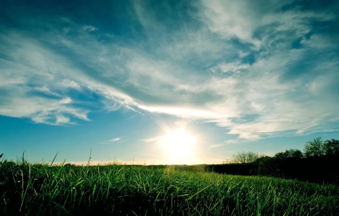 Photo wallpaper field, grass, nature, morning