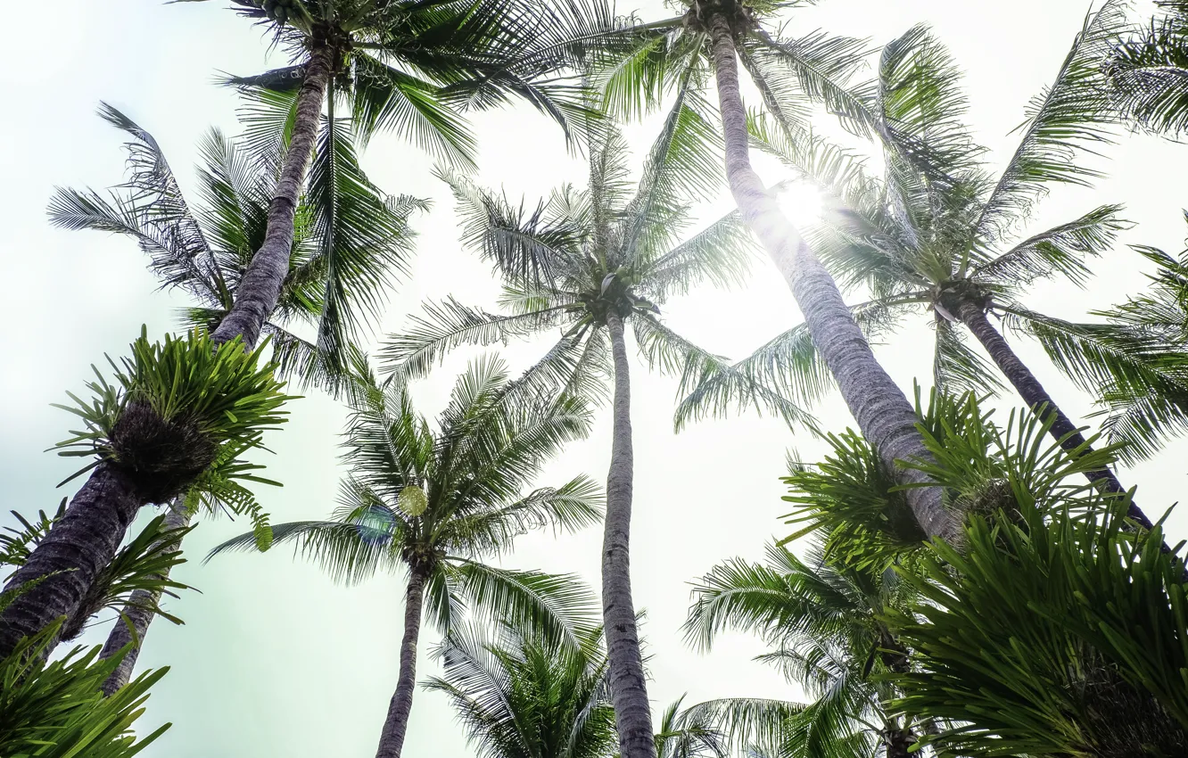 Photo wallpaper beach, summer, the sky, palm trees, shore, summer, beach, beautiful