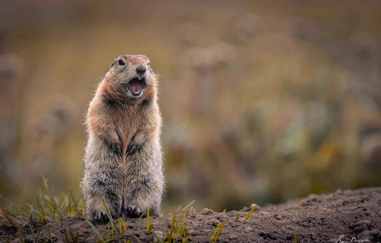 Photo wallpaper rodent, prairie dog, Cynomys parvidens