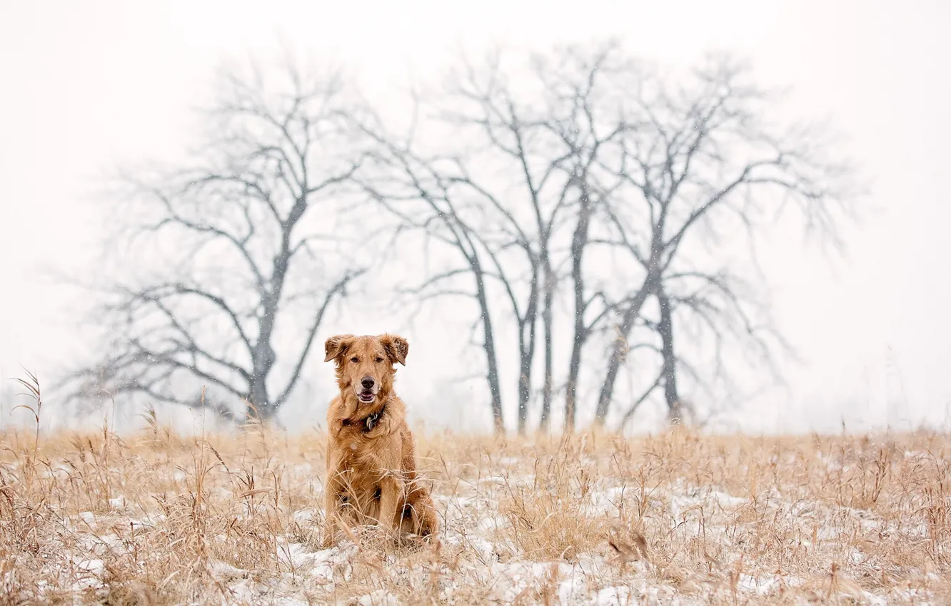 Photo wallpaper dog, winter, snow, golden retriever