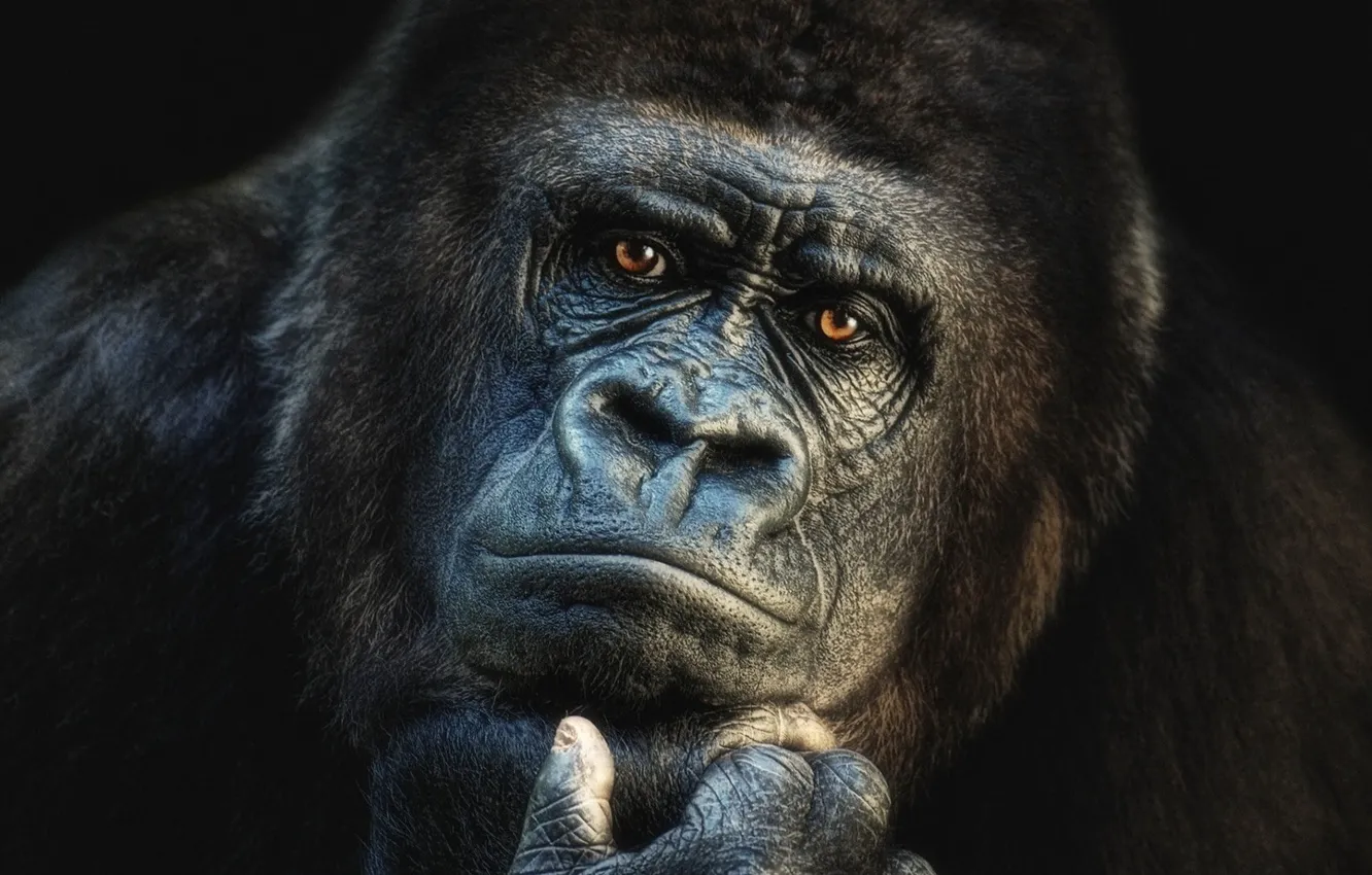 Photo wallpaper face, gorilla, wildlife, head, portrait, mammal, western gorilla
