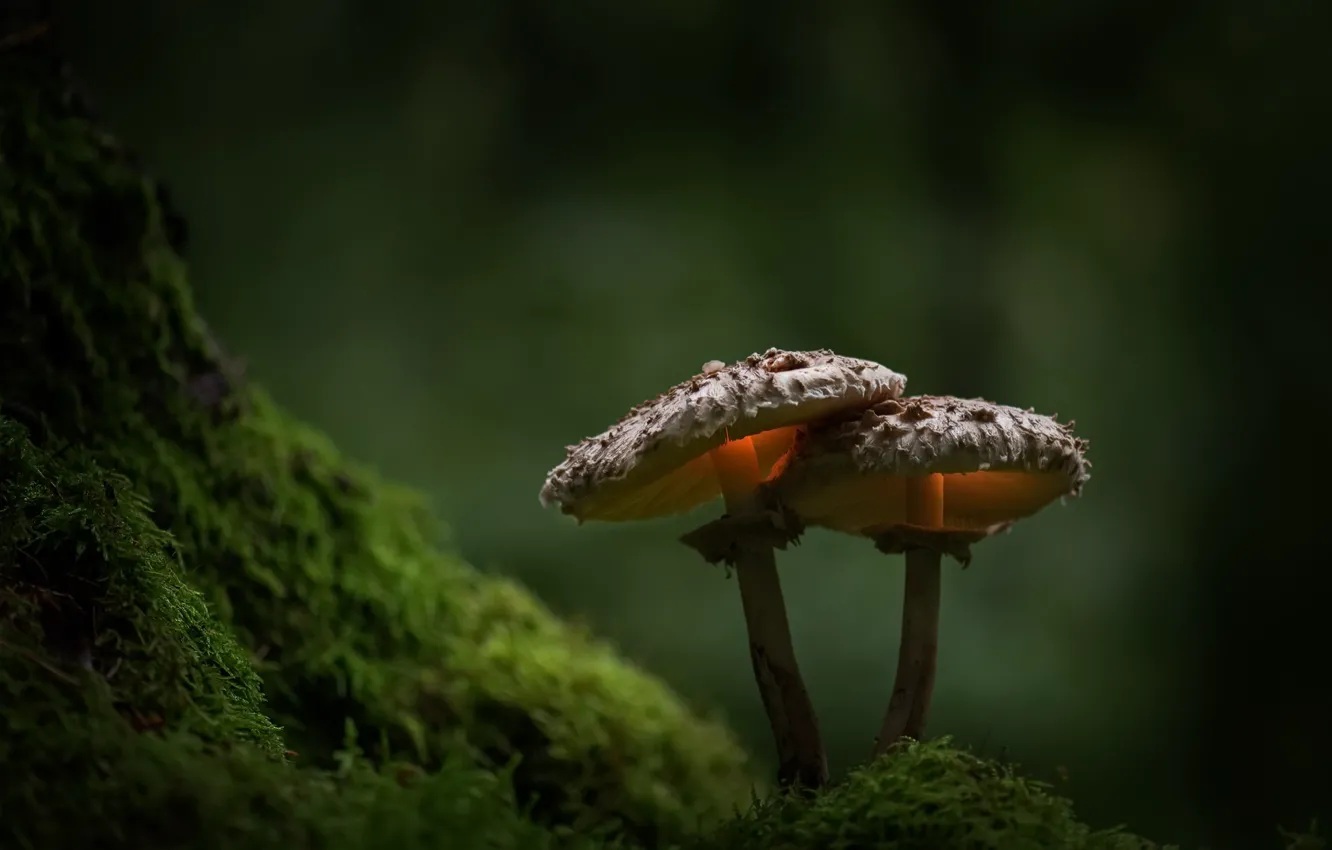 Photo wallpaper nature, mushrooms, moss