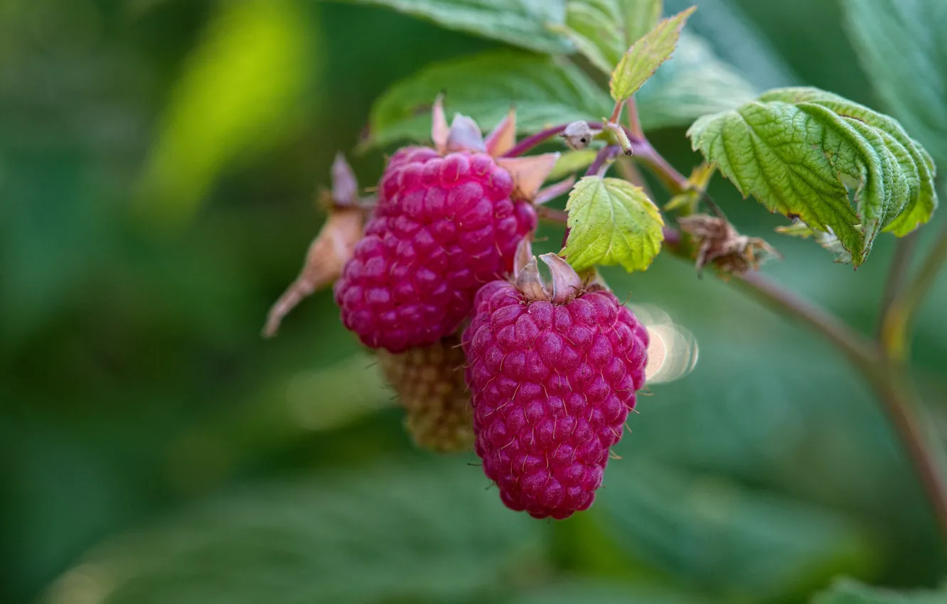Photo wallpaper macro, berries, raspberry