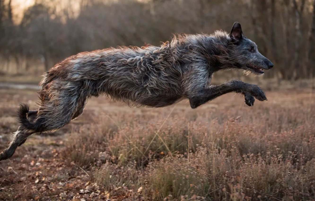 Photo wallpaper dog, animal, Irish Wolfhound
