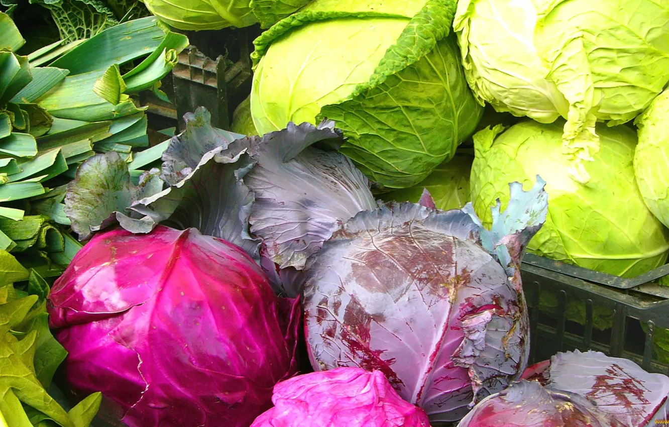 Photo wallpaper leaves, harvest, vegetables, cabbage, head