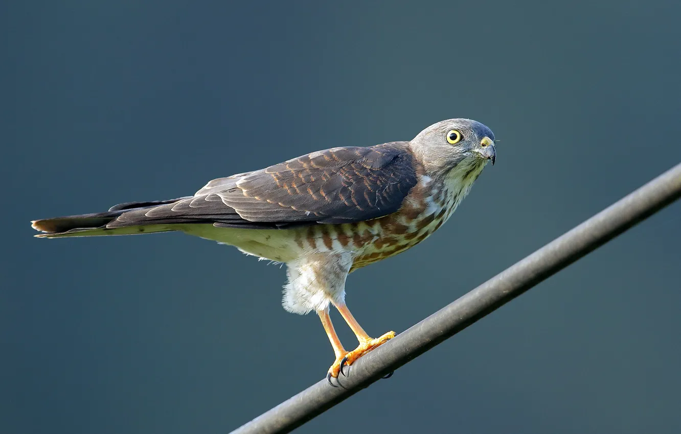 Photo wallpaper bird, predator, tree-creeper hawk