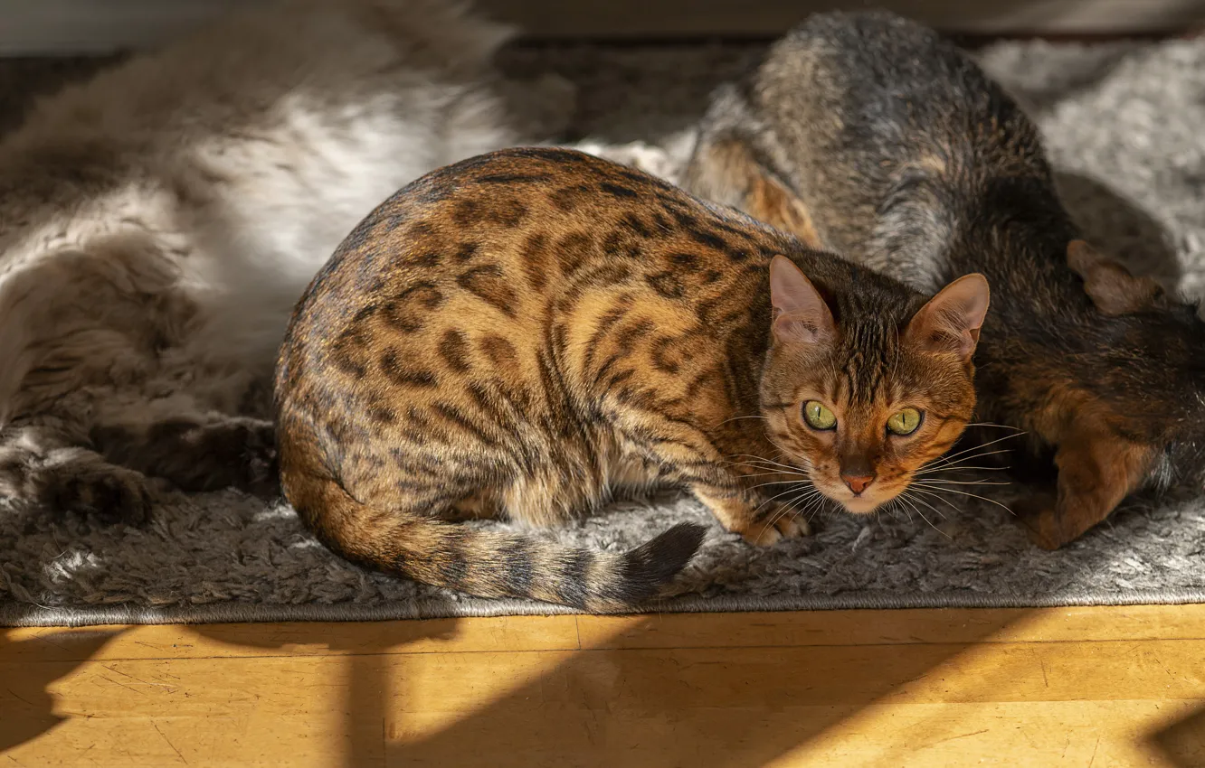 Photo wallpaper cat, cat, look, light, cats, Bengal