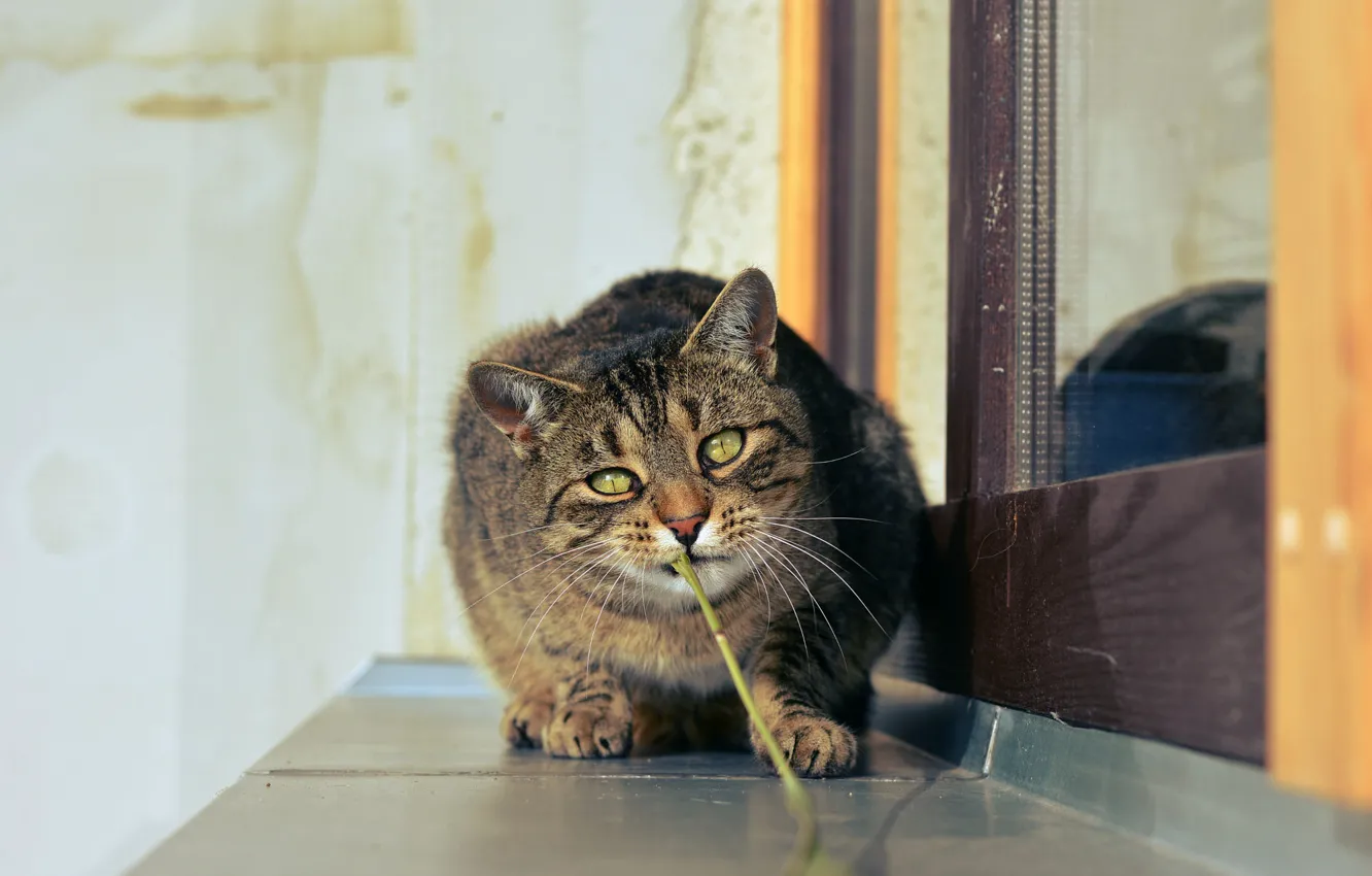 Photo wallpaper cat, cat, look, light, pose, grey, stem, the door