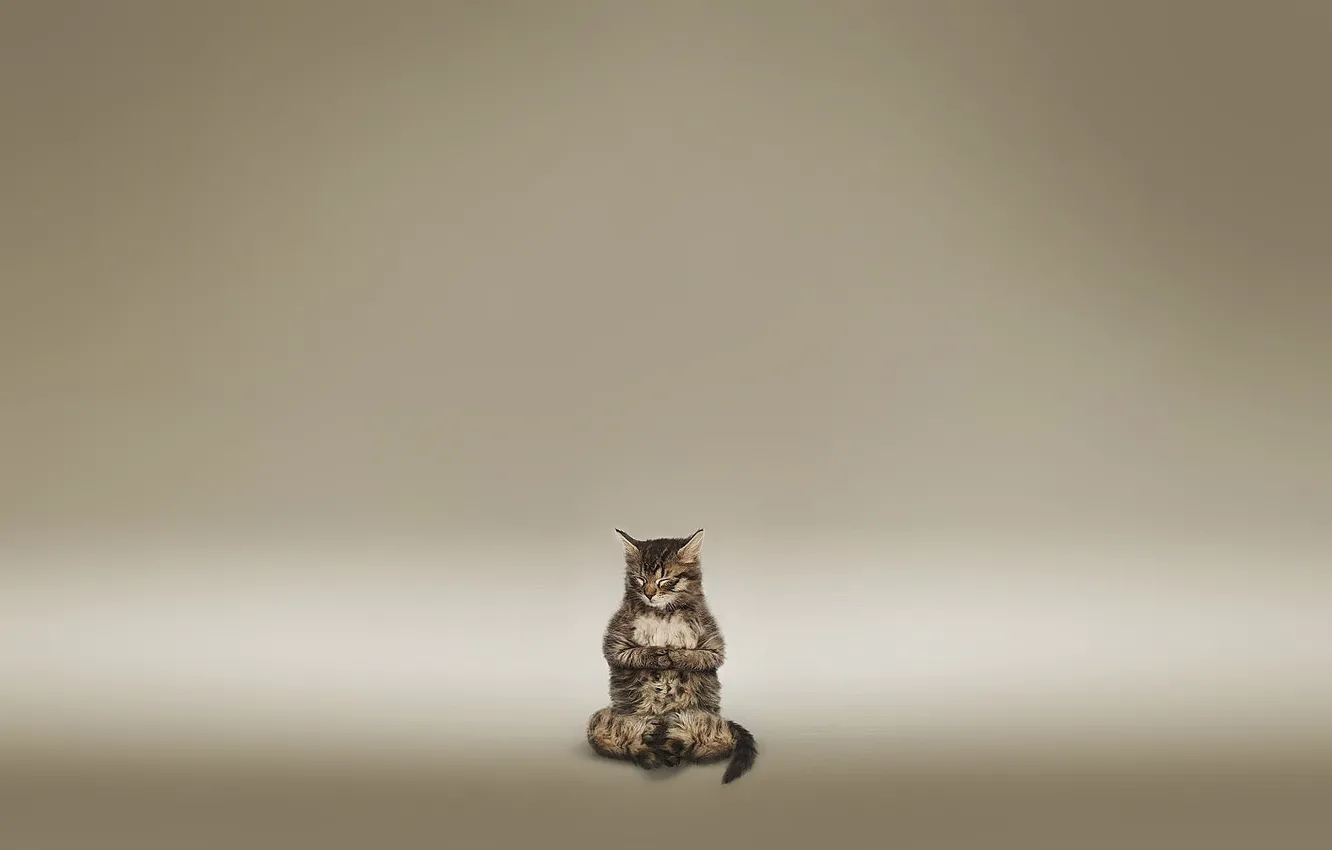 Photo wallpaper cat, meditation, brown