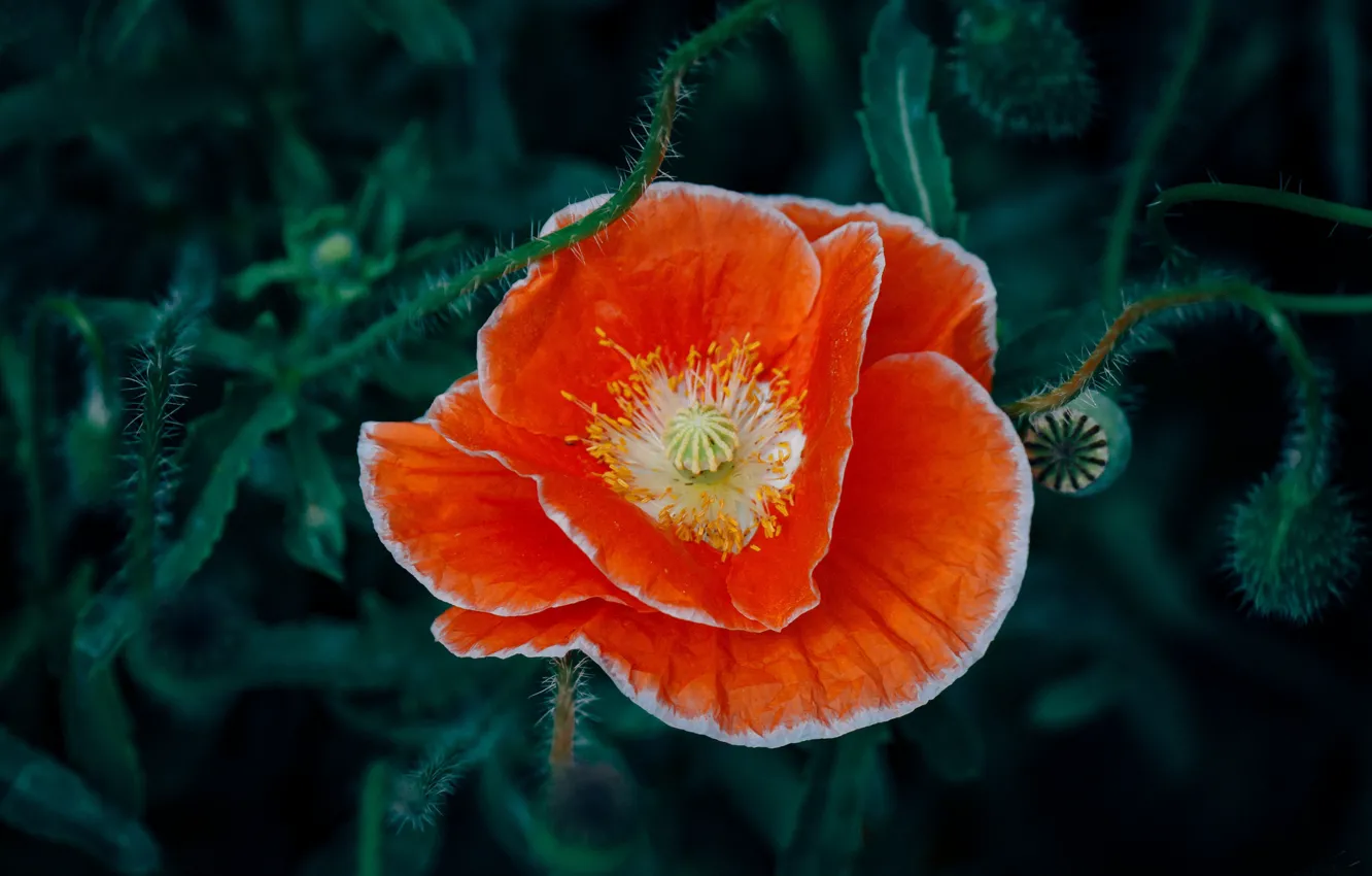Photo wallpaper flower, orange, Mac, red petals