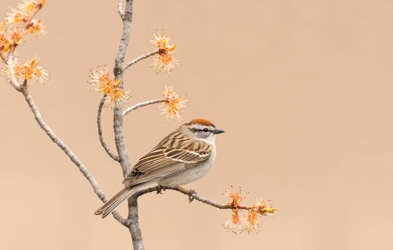 Photo wallpaper branches, nature, bird, common passerine Bunting