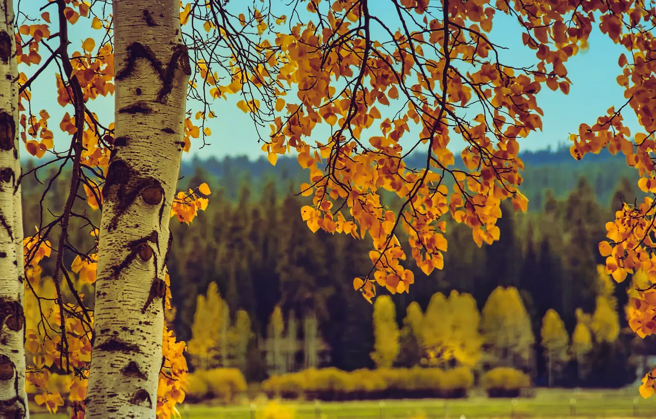 Photo wallpaper autumn, leaves, trees, landscape, branches, nature, birch