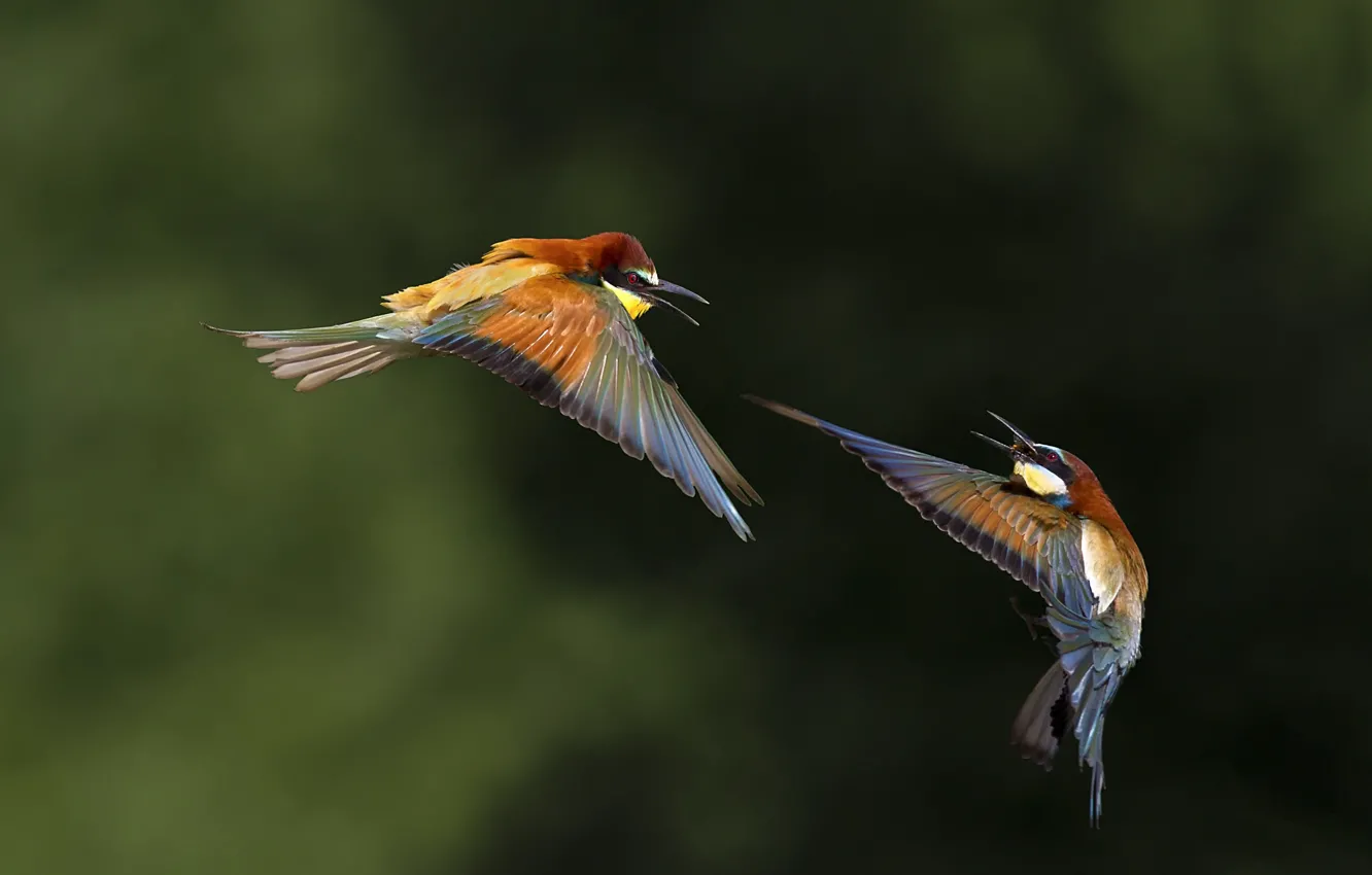 Photo wallpaper flight, bird, bokeh