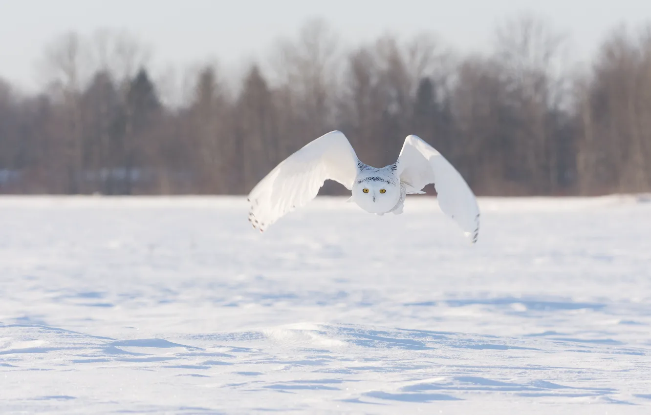 Snow flight. Полет зима. Зимний камуфляж Полярная Сова. Снежок в полёте. Полёт Снежка.