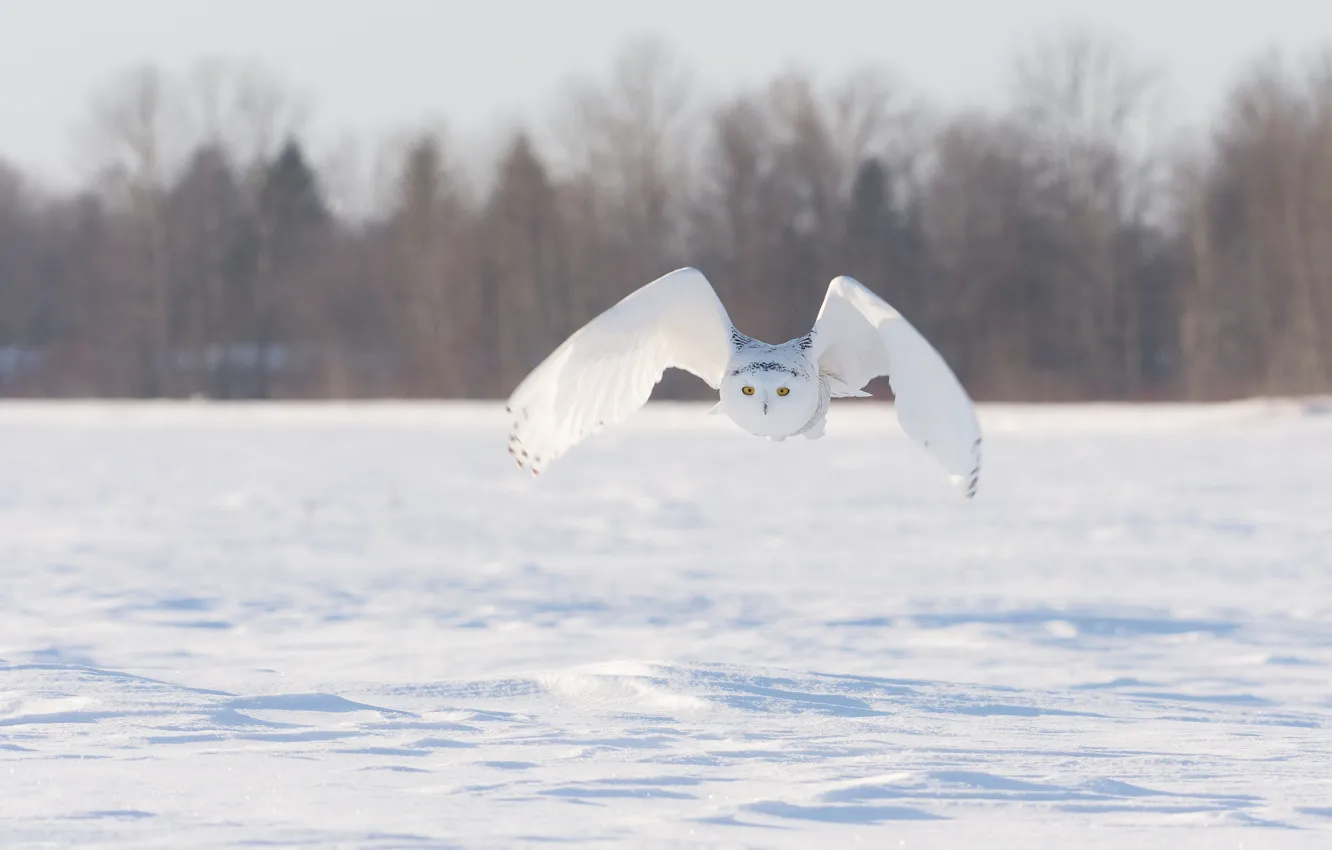 Photo wallpaper winter, field, snow, flight, bird, wings, snowy owl