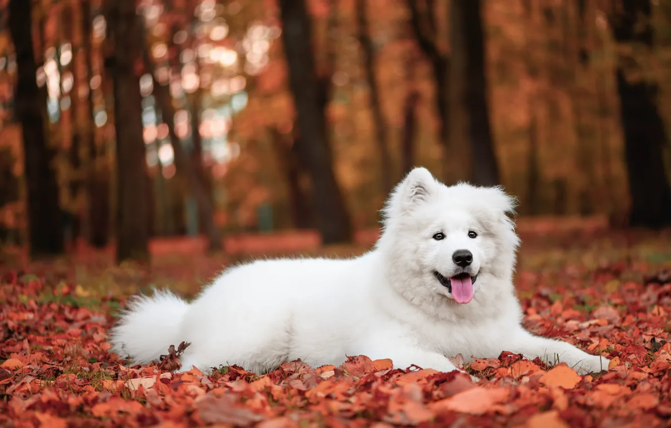 Photo wallpaper autumn, language, white, trees, Park, foliage, dog, puppy