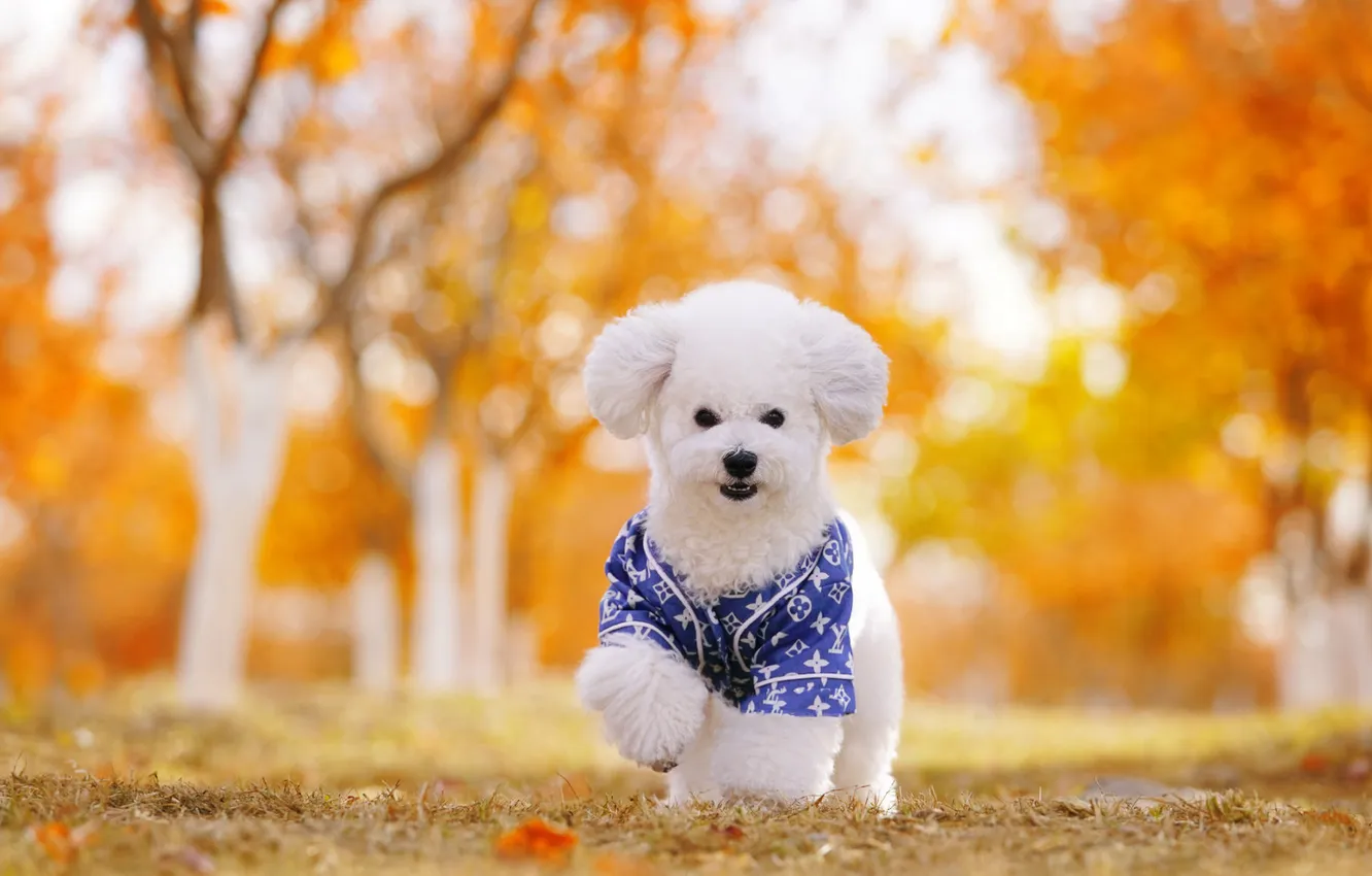 Photo wallpaper look, nature, pose, dog, face