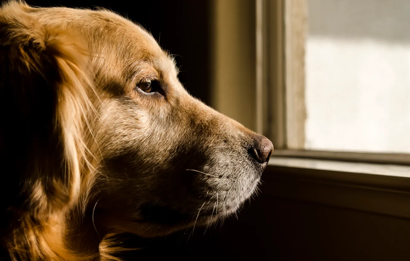 Photo wallpaper look, each, dog