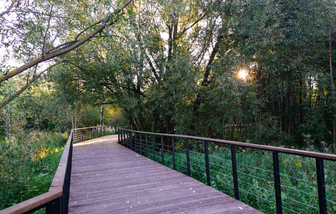 Photo wallpaper autumn, the sun, trees, Russia, path, September, Artem