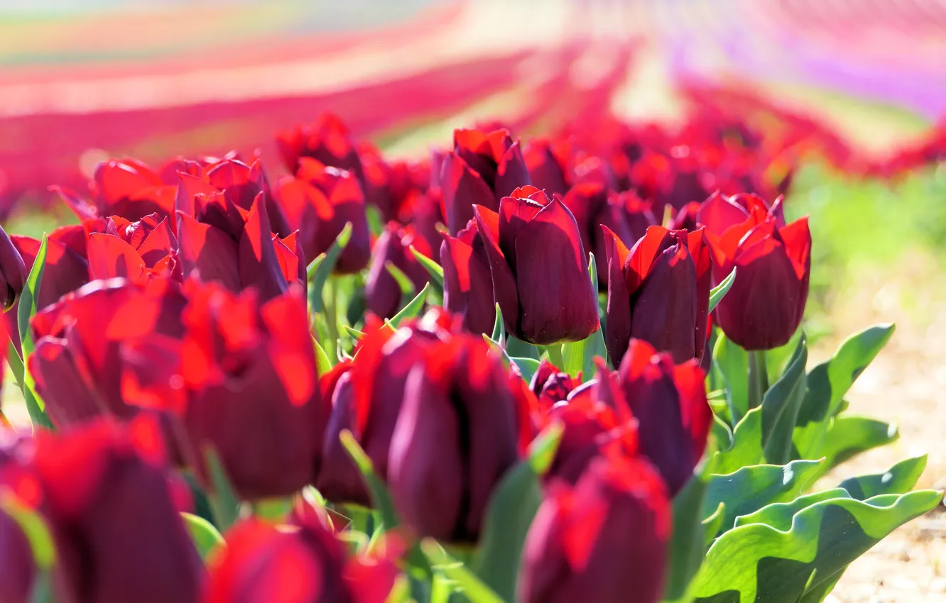 Photo wallpaper field, leaves, light, flowers, bright, spring, tulips, red