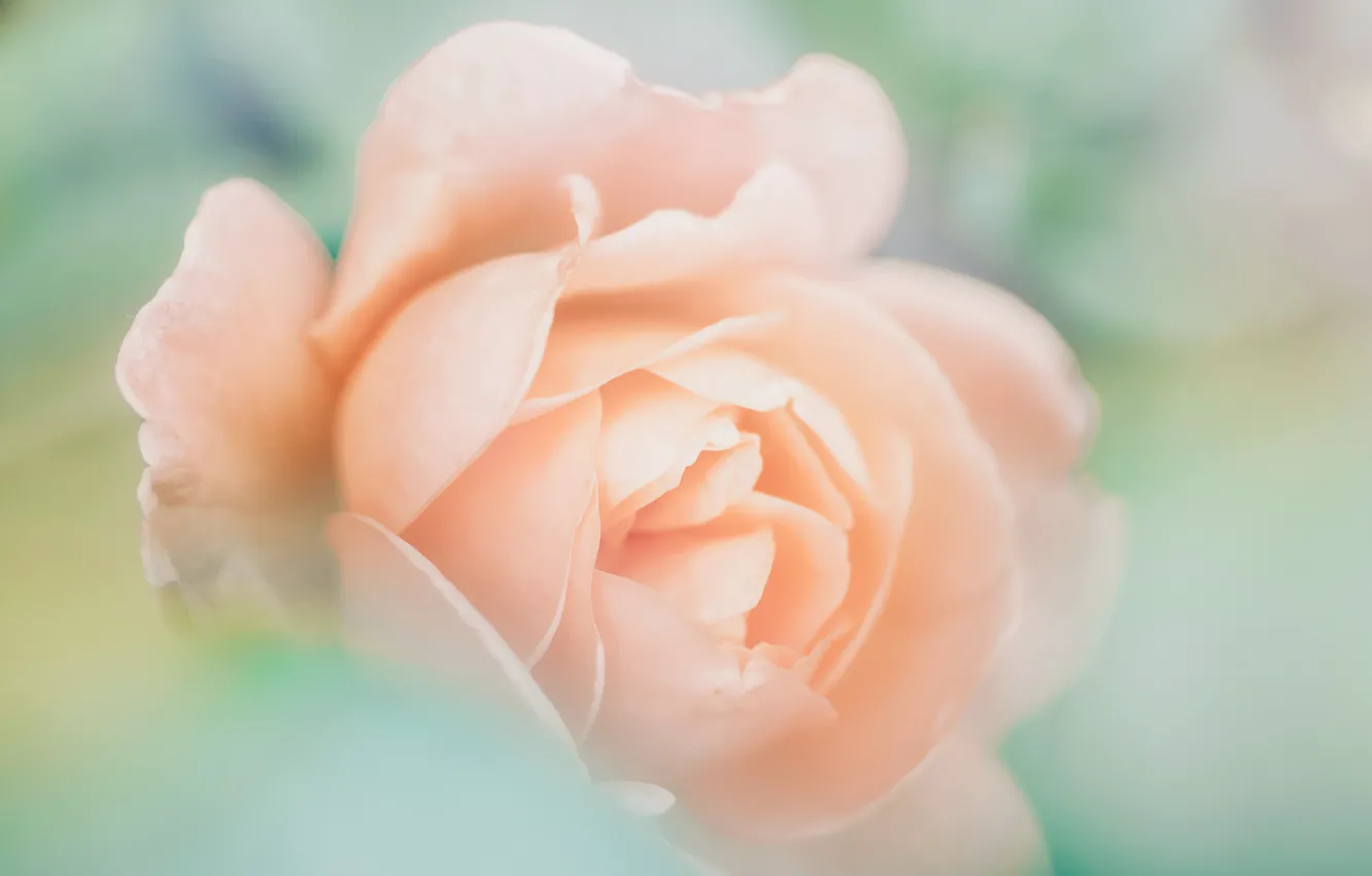 Photo wallpaper flowers, orange, roses, treatment, blur, gentle, salmon
