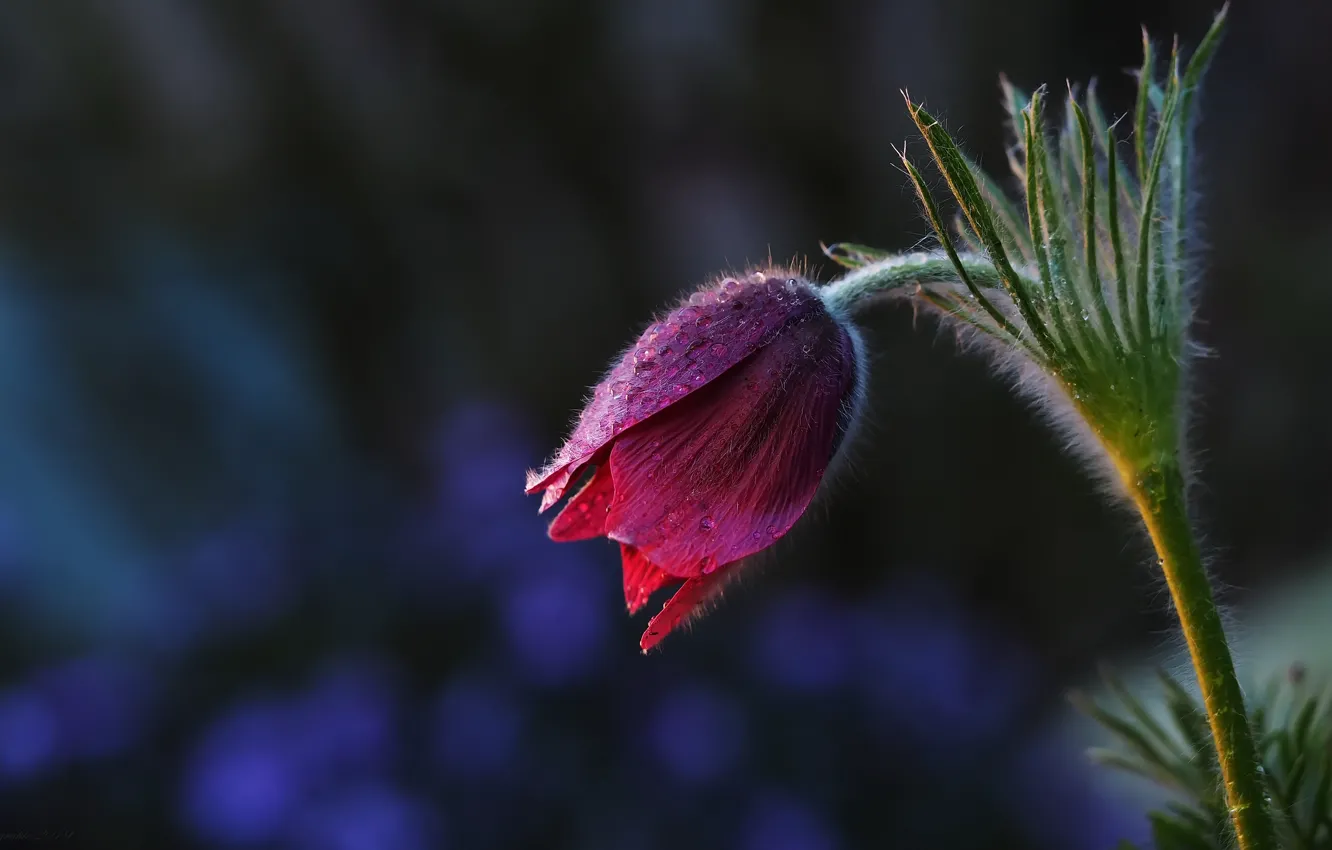Photo wallpaper leaves, drops, flowers, Rosa, the dark background, one, spring, buds