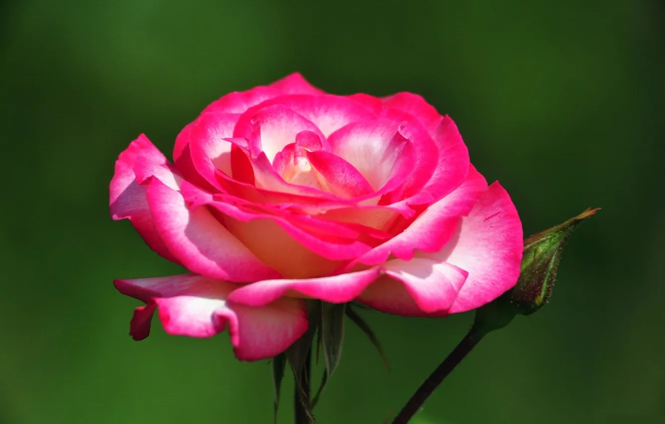 Photo wallpaper flowers, roses, green background