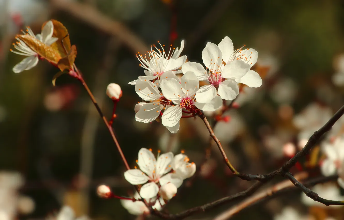 Photo wallpaper flower, spring, twig