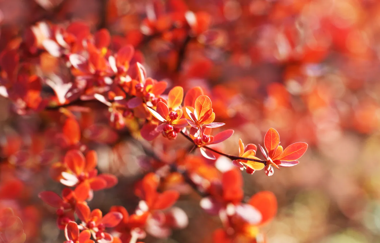 Photo wallpaper red, leafs, twig