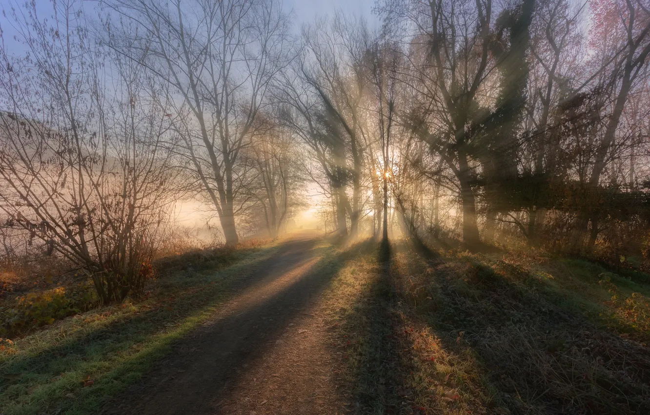 Photo wallpaper road, forest, light, morning