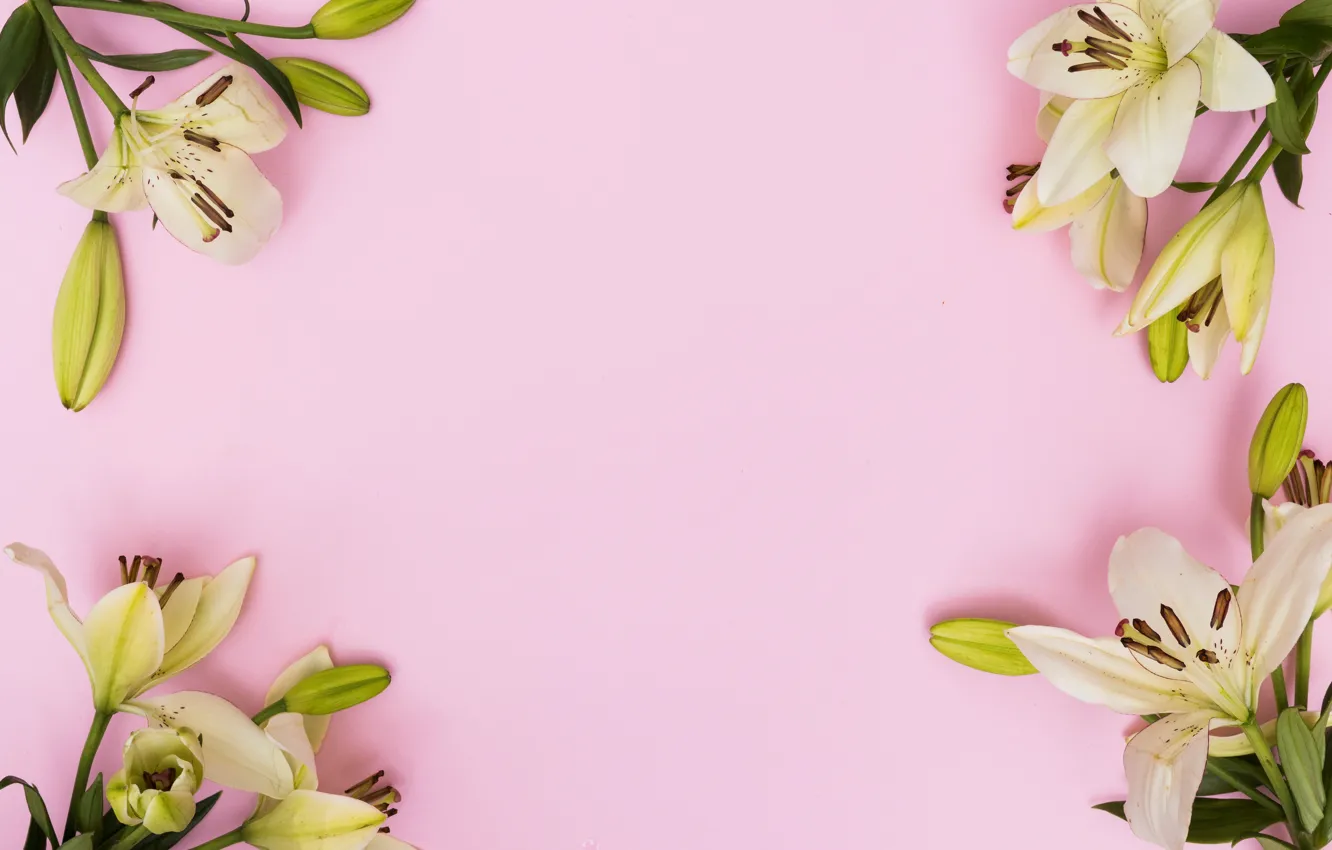 Photo wallpaper flowers, Lily, spring, pink, fresh, pink, flowers, spring