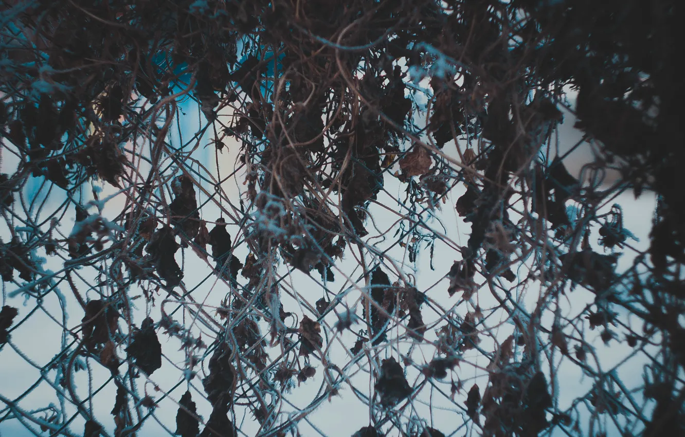 Photo wallpaper winter, the fence, frost